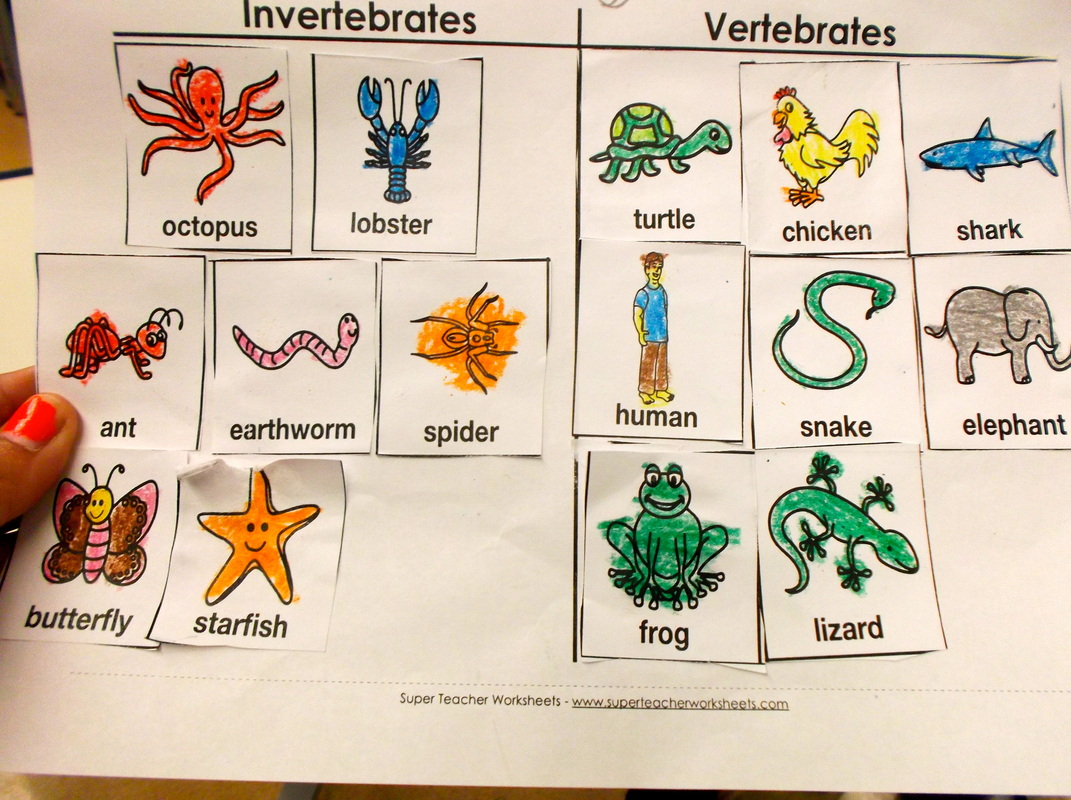 Ecosystems - Ms. Lohitsa's Science Classes! free worksheets, learning, math worksheets, and grade worksheets Vertebrates Invertebrates Worksheet 2 800 x 1071