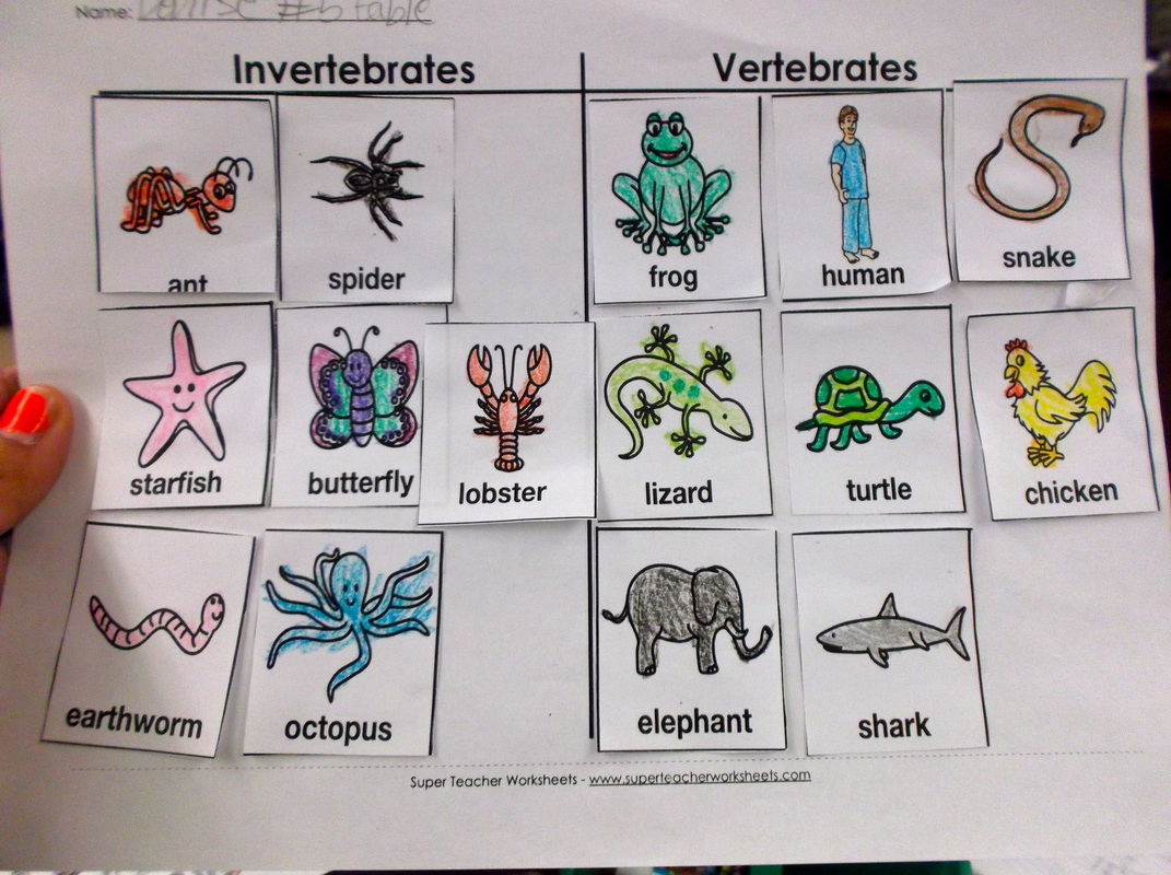 2020 Other  Images: Invertebrates And Vertebrates free worksheets, learning, math worksheets, and grade worksheets Vertebrates Invertebrates Worksheet 2 800 x 1071